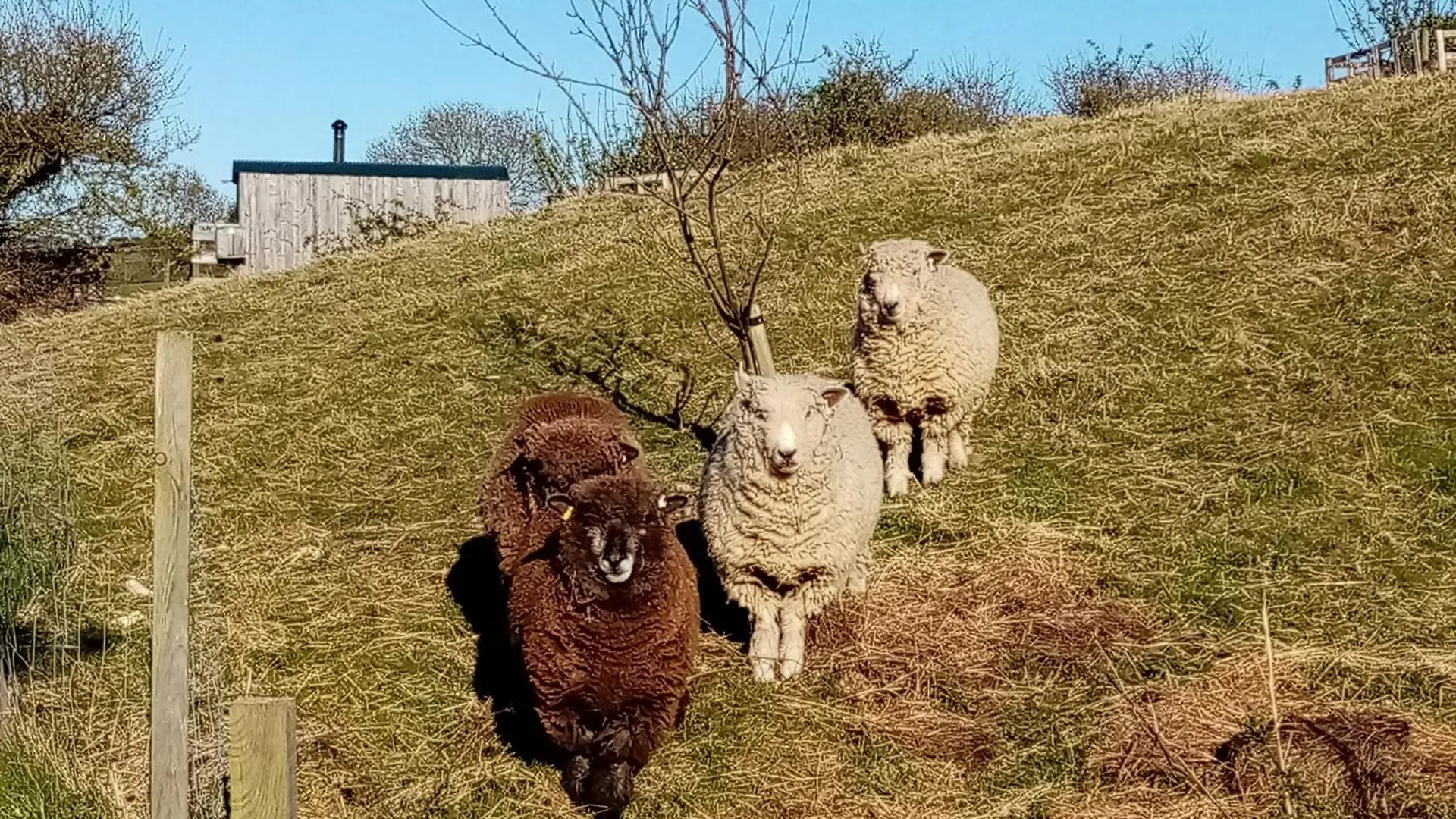 Kamp alanı Meadowbeck - Shepherd Huts Fylingdales